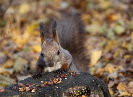 Common forest squirrel in the forest park.