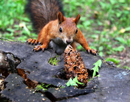 Common forest squirrel in the forest park.の写真素材