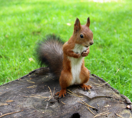 Common forest squirrel in the forest park.