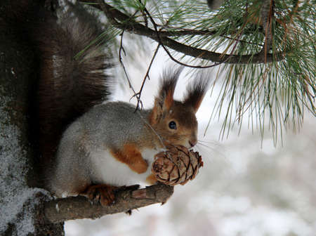 Common forest squirrel in the forest park.の写真素材