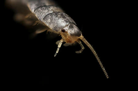 silverfish. Insect Lepisma saccharina, Thermobia domestica in normal habitatの写真素材