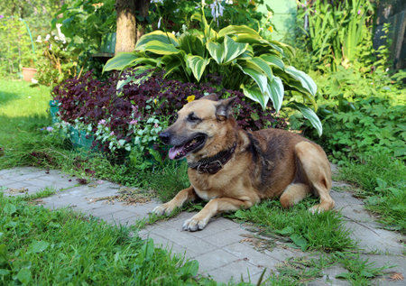 Shepherd Dog breed. Fun and clever pet.の写真素材