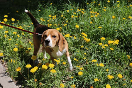 Dog, pet of all people. A dog on a leash.の写真素材