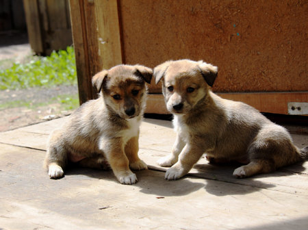 Dog, pet of all people. dog Puppies