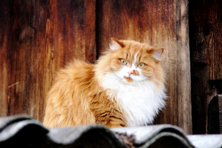 Sitting red cat. Furry petsの写真素材