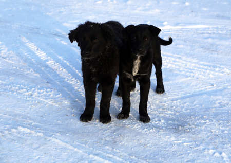 Dog, pet of all peopleの写真素材