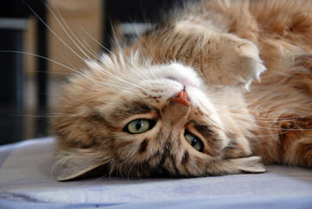 Cats, lovely fluffy pets. Cat's everyday lifeの写真素材