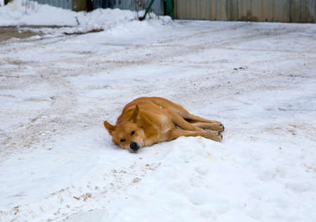 Dog in winter snowの写真素材