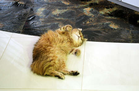 Cats, lovely fluffy pets. Cat's everyday lifeの写真素材