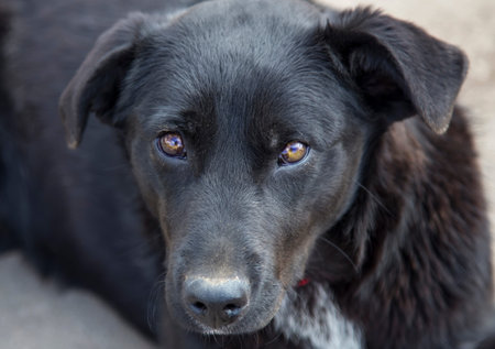 Dog, pet of all people