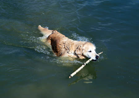 Dog, pet of all peopleの写真素材