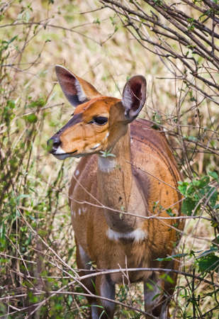 Antelope on the African savannah. Natural environment antelope habitat. Hoofed horned animal.の写真素材