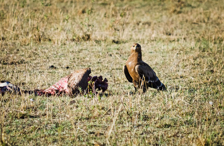 African eagle, bird of kenya. Bird of prey from the family of Eagles.