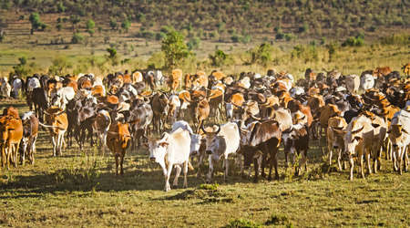 Herd of Jersey cows in the Natal Midlands, Africa.の写真素材