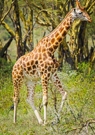 Giraffe in the wild. An animal with a long neck. Wild world of the African savannahの写真素材