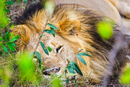 Lion in the wild in the African savannah. Lion - predator felinesの写真素材