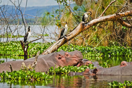 Hippo in a pond. Behemoth - a typical representative of the African fauna. Semi-aquatic animal.の写真素材