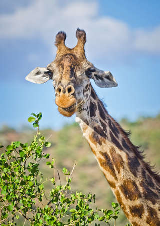 Giraffe in the wild. An animal with a long neck. Wild world of the African savannahの写真素材