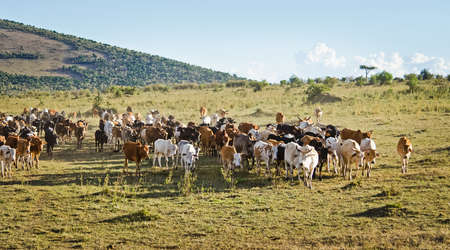 Herd of Jersey cows in the Natal Midlands, Africaの写真素材