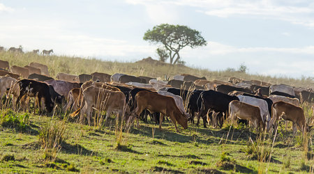 Herd of Jersey cows in the Natal Midlands, Africa