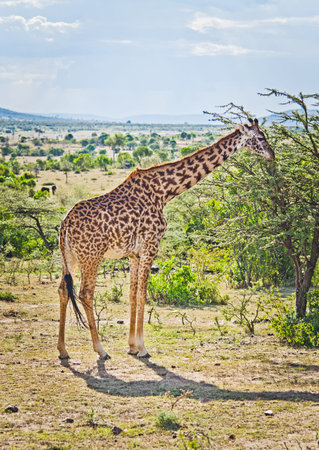 Giraffe in the wild. An animal with a long neck. Wild world of the African savannahの写真素材