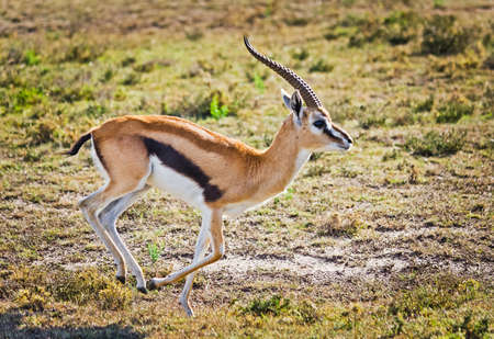 Antelope on the African savannah. Natural environment antelope habitat. Hoofed horned animal.の写真素材