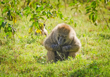 Baboon. Marmoset monkey African savannah. Baboon in their natural habitat