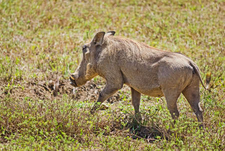 African warthog. Svinoobraznoe animals of the African savannahの写真素材