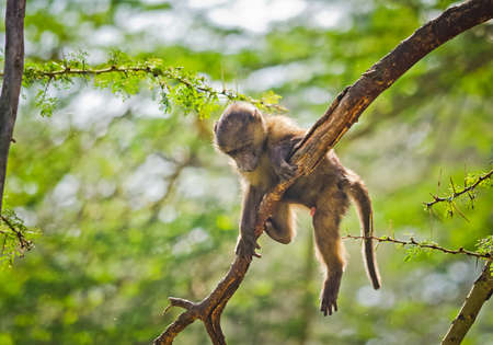 Baboon. Marmoset monkey African savannah. Baboon in their natural habitatの写真素材