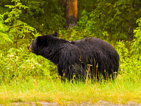 Black Canadian bear at the edge of the forest