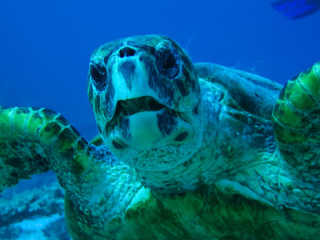 Sea turtle in the sea under water swims. Marine reptile. Underwater shooting. Coral reef and its...