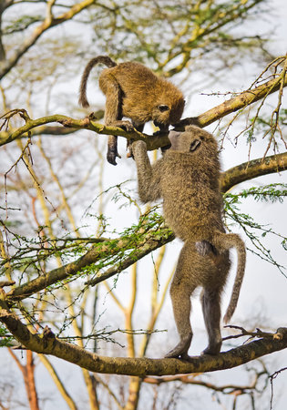 Baboon. Marmoset monkey African savannah. Baboon in their natural habitat