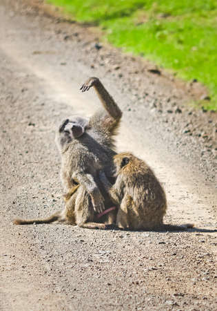 Baboon. Marmoset monkey African savannah. Baboon in their natural habitatの写真素材