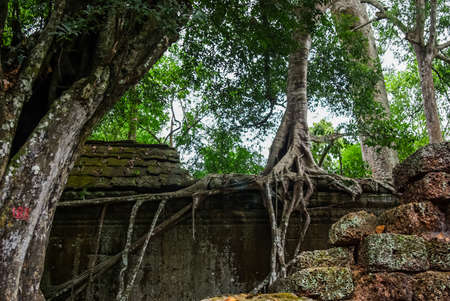 Trees on the ruins of Angkor, jungle come. Stone Gate of Angkor Thom in Cambodia, Siem Reap Angkorの写真素材