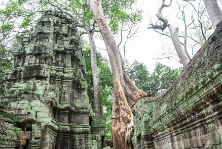 Trees on the ruins of Angkor, jungle come. Stone Gate of Angkor Thom in Cambodia, Siem Reap Angkor