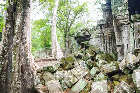 Trees on the ruins of Angkor, jungle come. Stone Gate of Angkor Thom in Cambodia, Siem Reap Angkor
