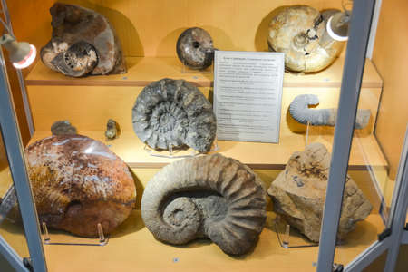 Geological Museum named after Vernadsky, Moscow, Russia - June 11, 2018: Exhibits of the Museum named after Vernadsky in Moscow, Fossil remains of ancient animals and plants.のeditorial素材