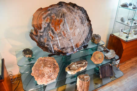 Geological Museum named after Vernadsky, Moscow, Russia - June 11, 2018: Exhibits of the Museum named after Vernadsky in Moscow, Fossil remains of ancient animals and plants.のeditorial素材