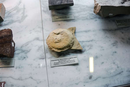 Geological Museum named after Vernadsky, Moscow, Russia - June 11, 2018: Exhibits of the Museum named after Vernadsky in Moscow, Fossil remains of ancient animals and plants.のeditorial素材