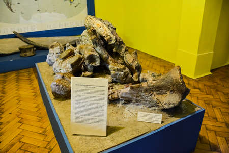 Geological Museum named after Vernadsky, Moscow, Russia - June 11, 2018: Exhibits of the Museum named after Vernadsky in Moscow, Fossil remains of ancient animals and plants.のeditorial素材