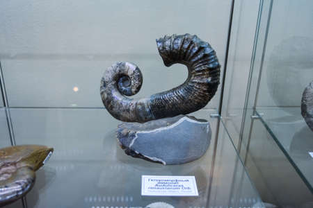 Geological Museum named after Vernadsky, Moscow, Russia - June 11, 2018: Exhibits of the Museum named after Vernadsky in Moscow, Fossil remains of ancient animals and plants.のeditorial素材
