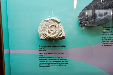 Geological Museum named after Vernadsky, Moscow, Russia - June 11, 2018: Exhibits of the Museum named after Vernadsky in Moscow, Fossil remains of ancient animals and plants.のeditorial素材