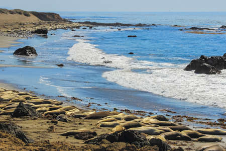Fur seals on the coast of California, rookery marine mammalsの写真素材