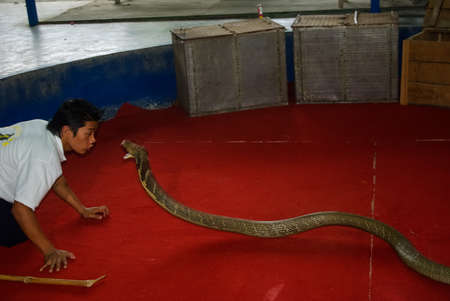 Phuket, Thailand - June 13, 2013: Cobra training, performance with trained cobras snake trainerのeditorial素材