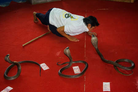 Phuket, Thailand - June 13, 2013: Cobra training, performance with trained cobras snake trainerのeditorial素材