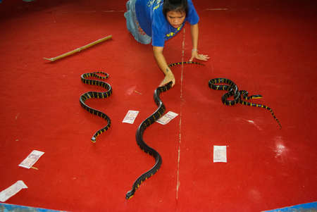 Phuket, Thailand - June 13, 2013: Cobra training, performance with trained cobras snake trainerのeditorial素材