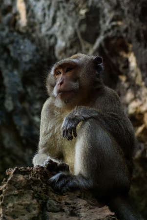 Monkeys in Thailand, monkeys of the order of the monkey in natureの写真素材