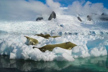 Sea leopard in Antarctica in its natural habitat Sea leopard in Antarctica in its natural habitat.の写真素材