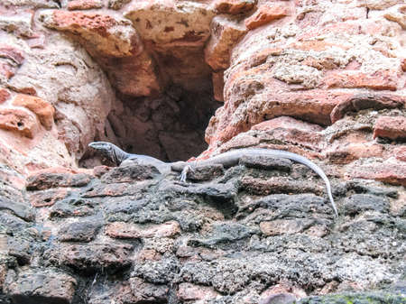 Varan crawls through the ruins of an ancient temple.の写真素材