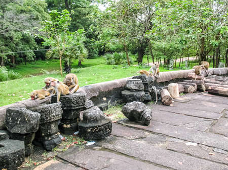 Monkeys on the ruins of the temple. Polonnaruwa, Sri Lanka. The ruins of an ancient temple, traces of an ancient highly developed civilization.の写真素材